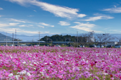 野田のコスモス畑