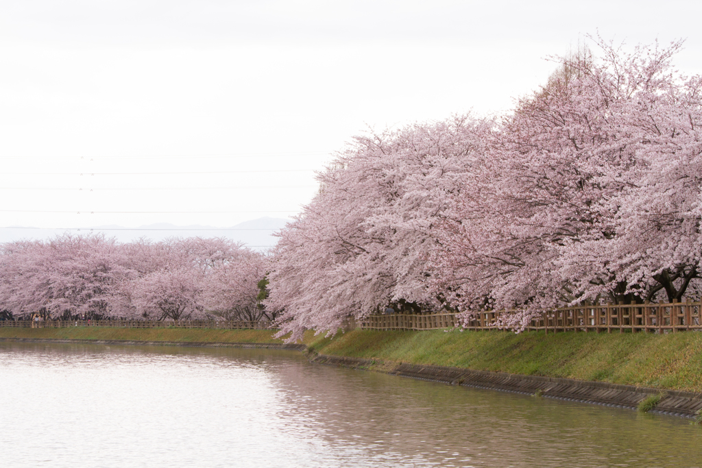 池沿いを彩る桜