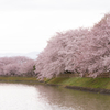 池沿いを彩る桜