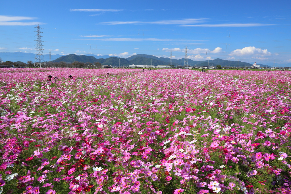 野田のコスモス畑