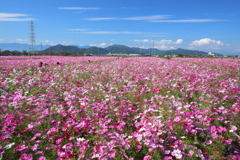 野田のコスモス畑