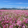 野田のコスモス畑