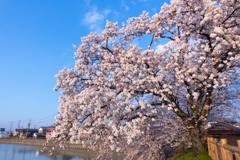 桜