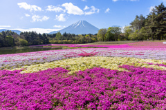 富士芝桜