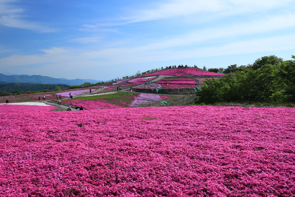 茶臼山高原　芝桜の丘
