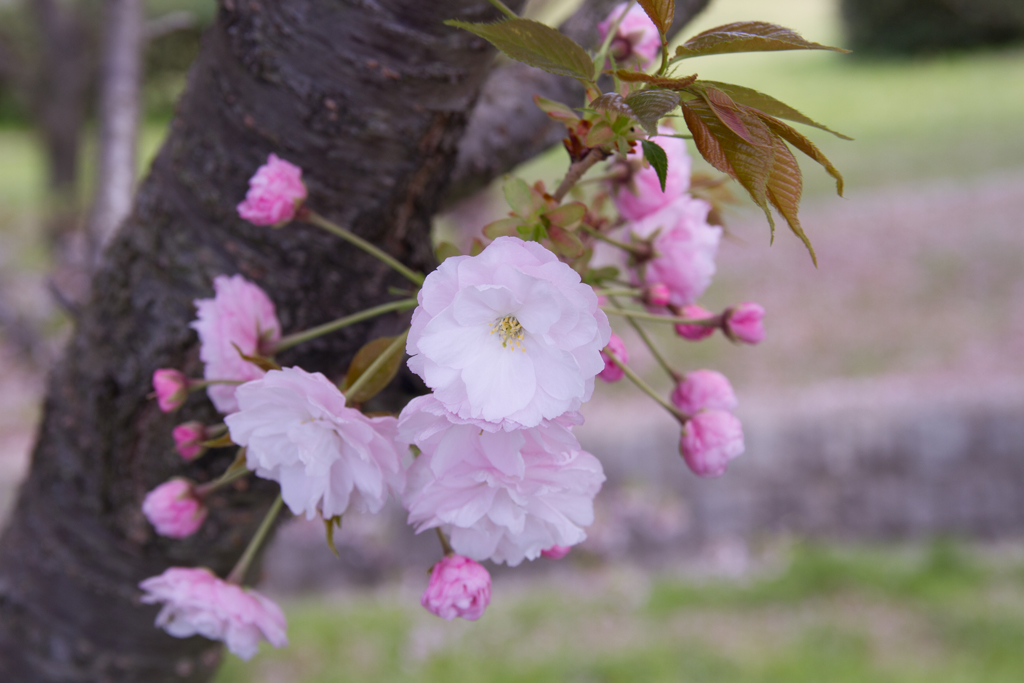 八重の桜