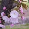 八重の桜