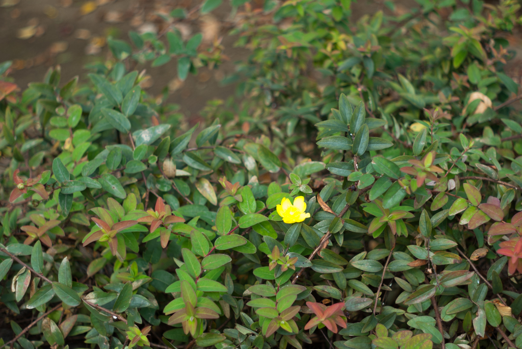 IMGP2086