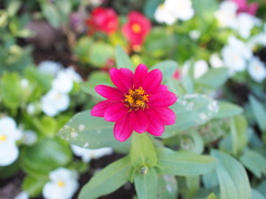 公園の花