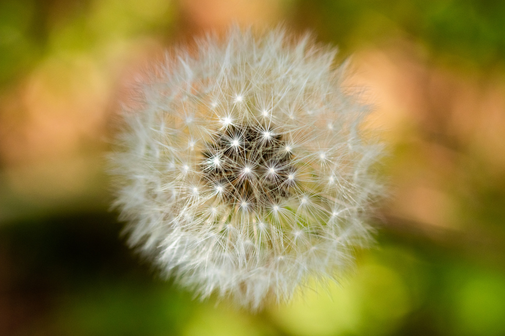ｃｏｔｔｏｎ　feather