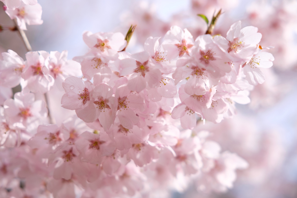 仙台・錦町公園の桜 その２