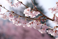 仙台・錦町公園の桜 その１