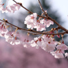仙台・錦町公園の桜 その１