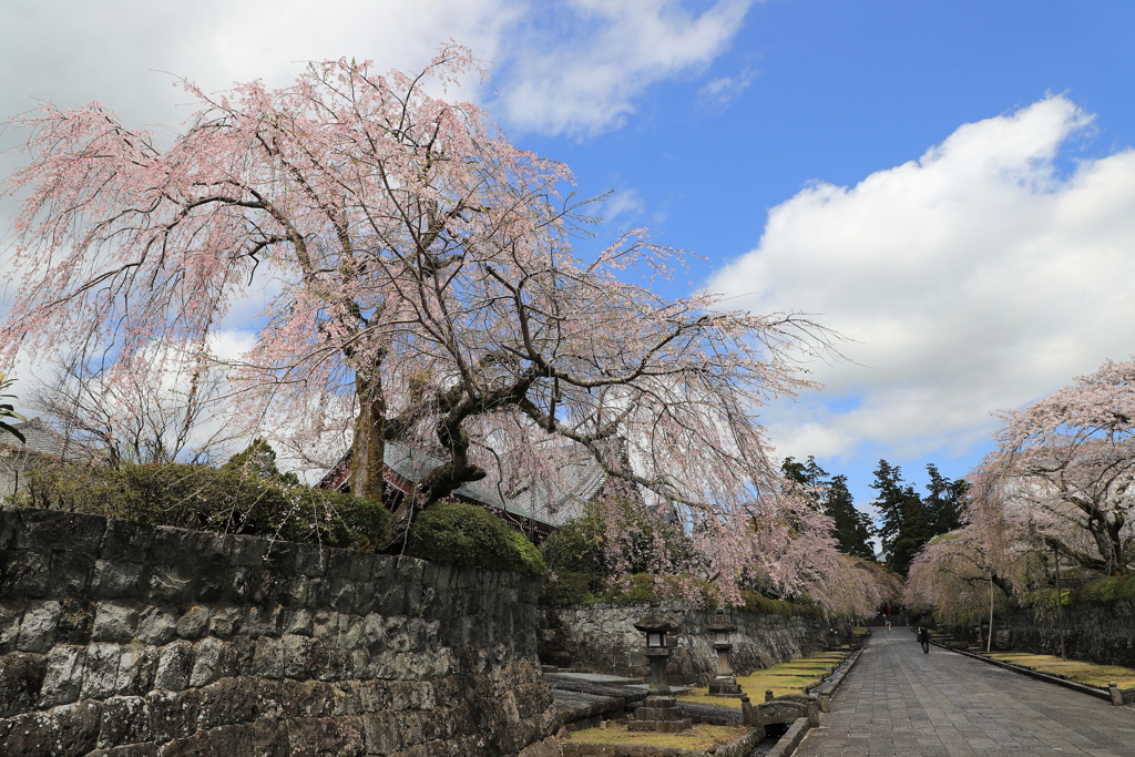 大石寺の春　2
