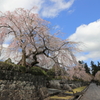 大石寺の春　2