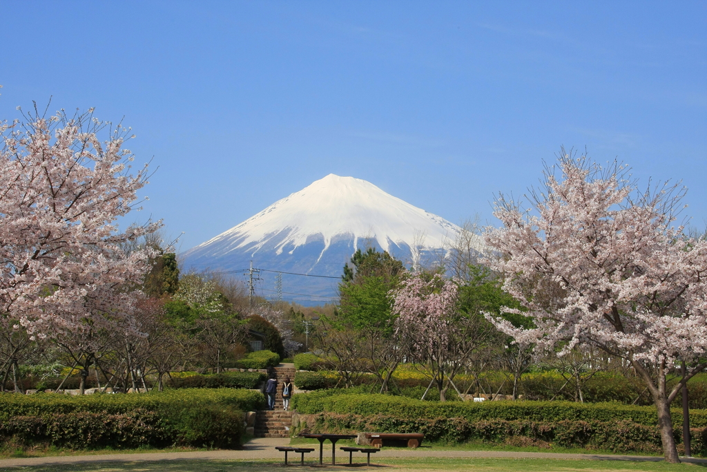 富士桜