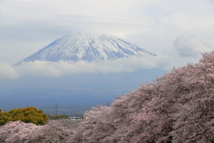 桜に浮かぶ富士