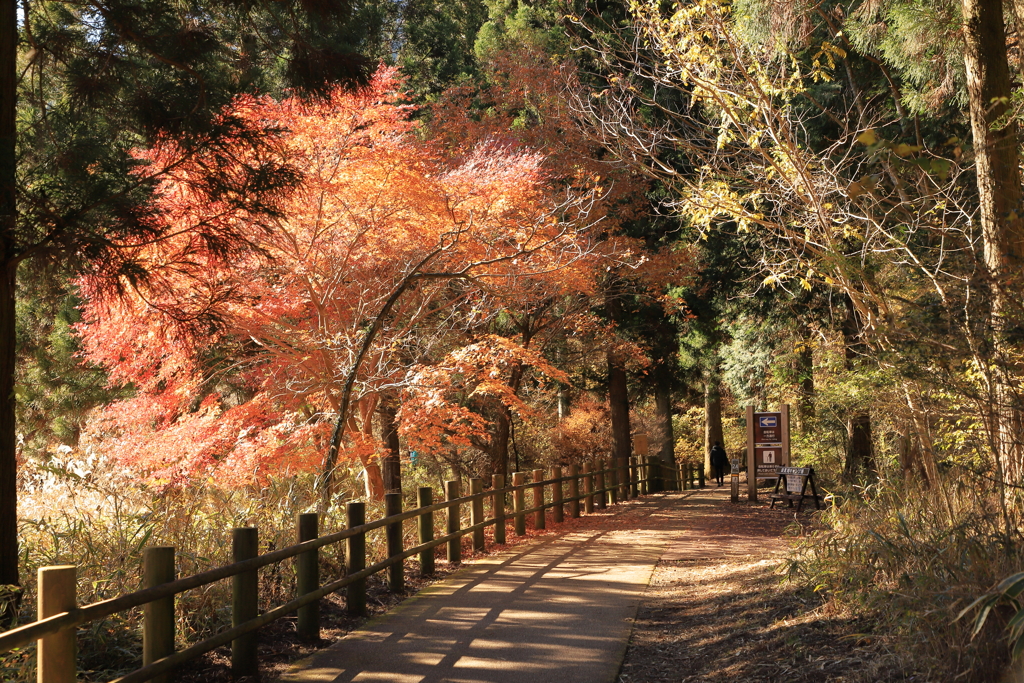 田貫湖散歩道