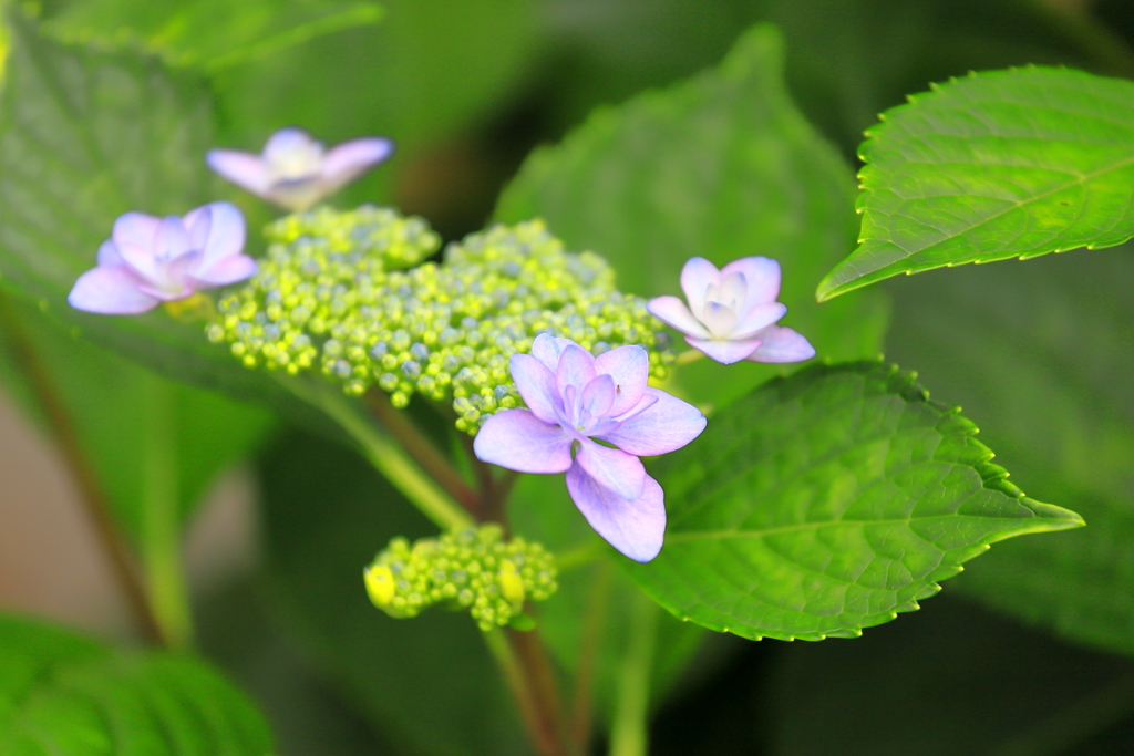 切花　紫陽花　ダズル　1本　サムライ2本 山紫陽花 
