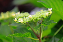 咲き始めた紫陽花　Ⅱ