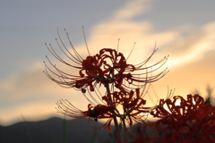 夕暮れの彼岸花