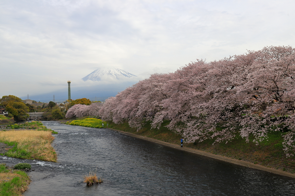 龍巌淵の春