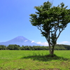 朝霧高原