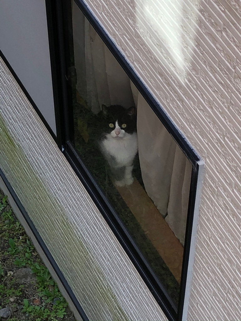 見てたよ。