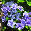 我が家の花たち　2