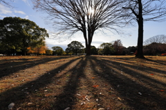 12月の公園