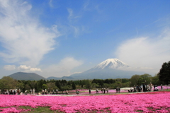 富士と芝桜　2