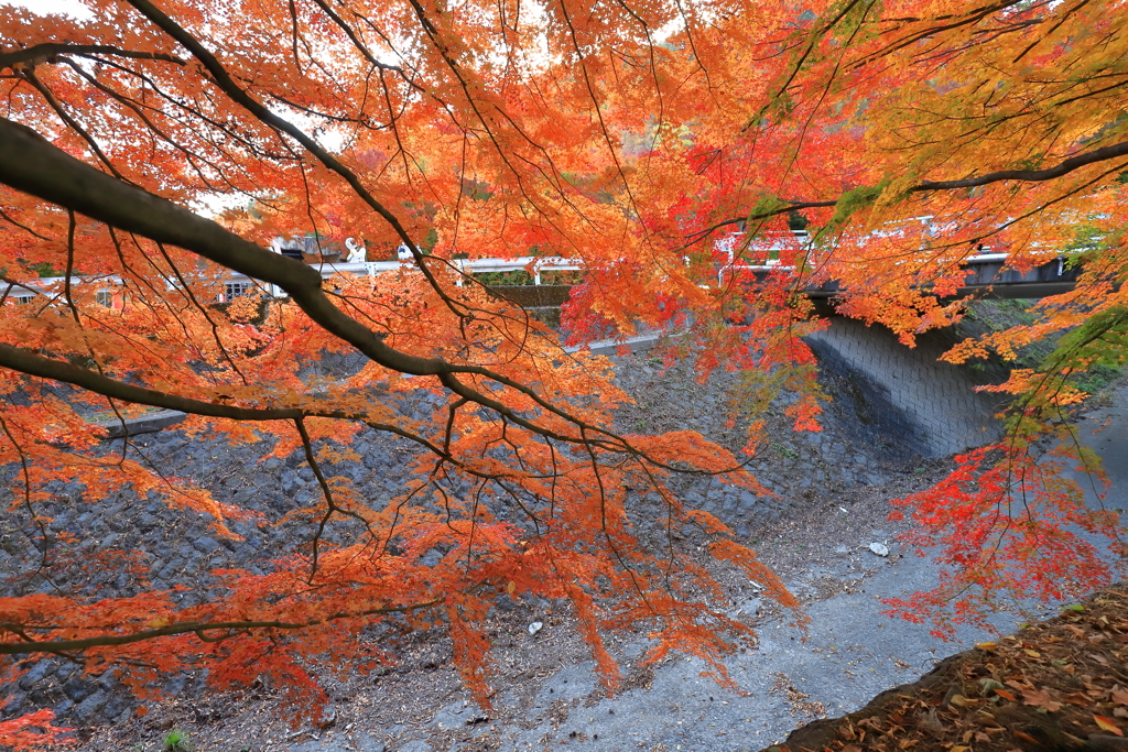 枝垂れ紅葉