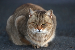 河川敷のにゃん　3