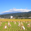 秋の田園