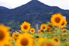観覧車とひまわり