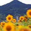 観覧車とひまわり