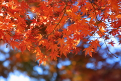 紅模様　Ⅱ