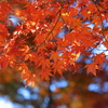 紅模様　Ⅱ