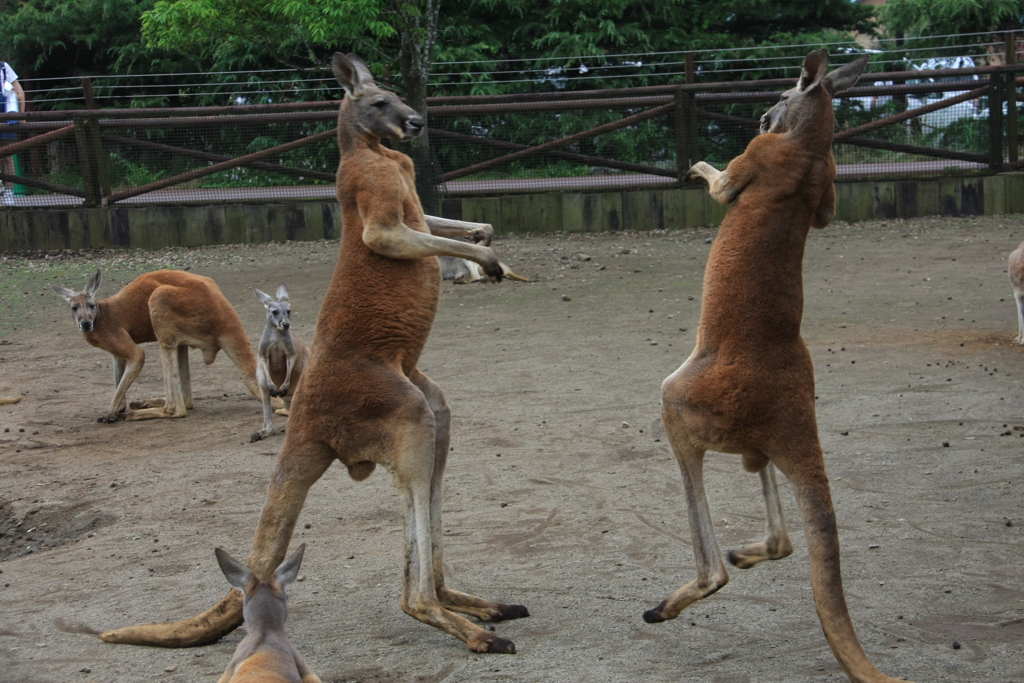 お！そうくるかぁ、力石！。