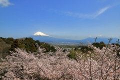 富士うらら