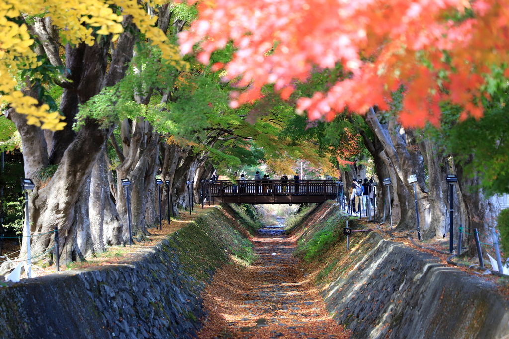紅葉回廊