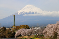 龍巌淵の桜
