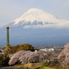 龍巌淵の桜