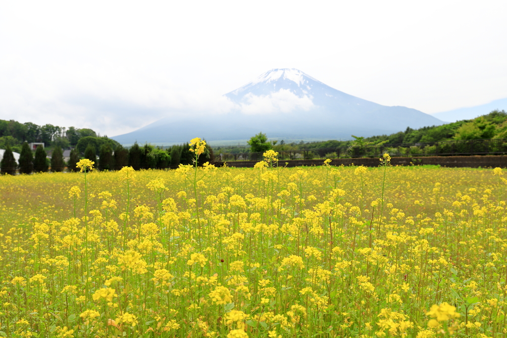 花の都公園　3