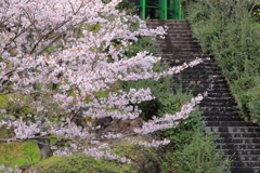 桜階段　3