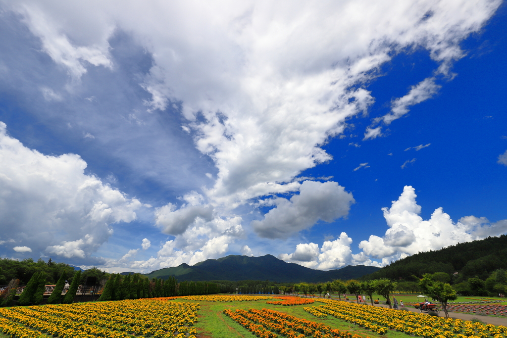 夏雲