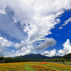 夏雲
