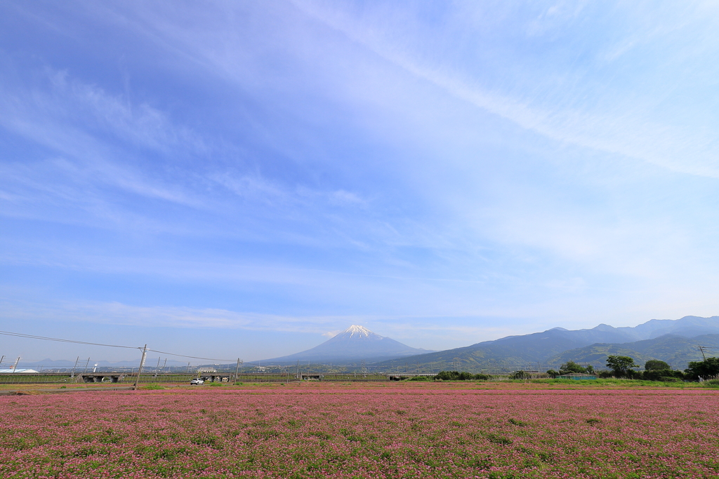 蓮華と五月の空