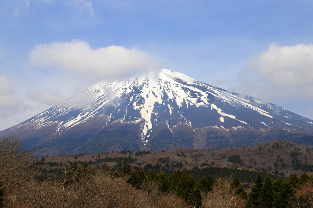 森から臨む富士