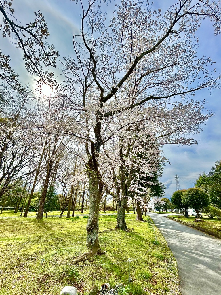 桜道